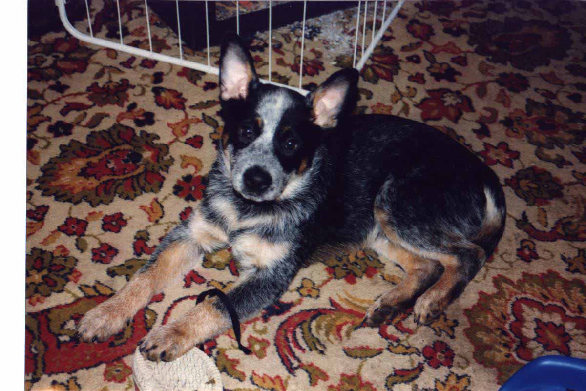 Briarmoor's Easy Money -AKA- 
Cash at his new home in Germany